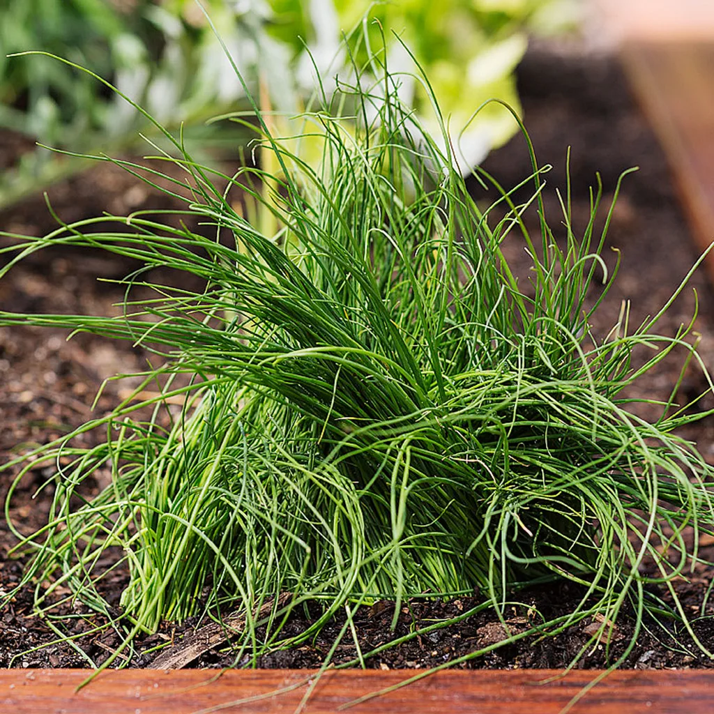 chives
