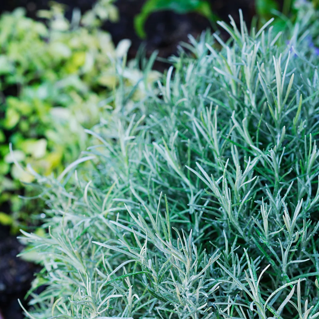 curry plant