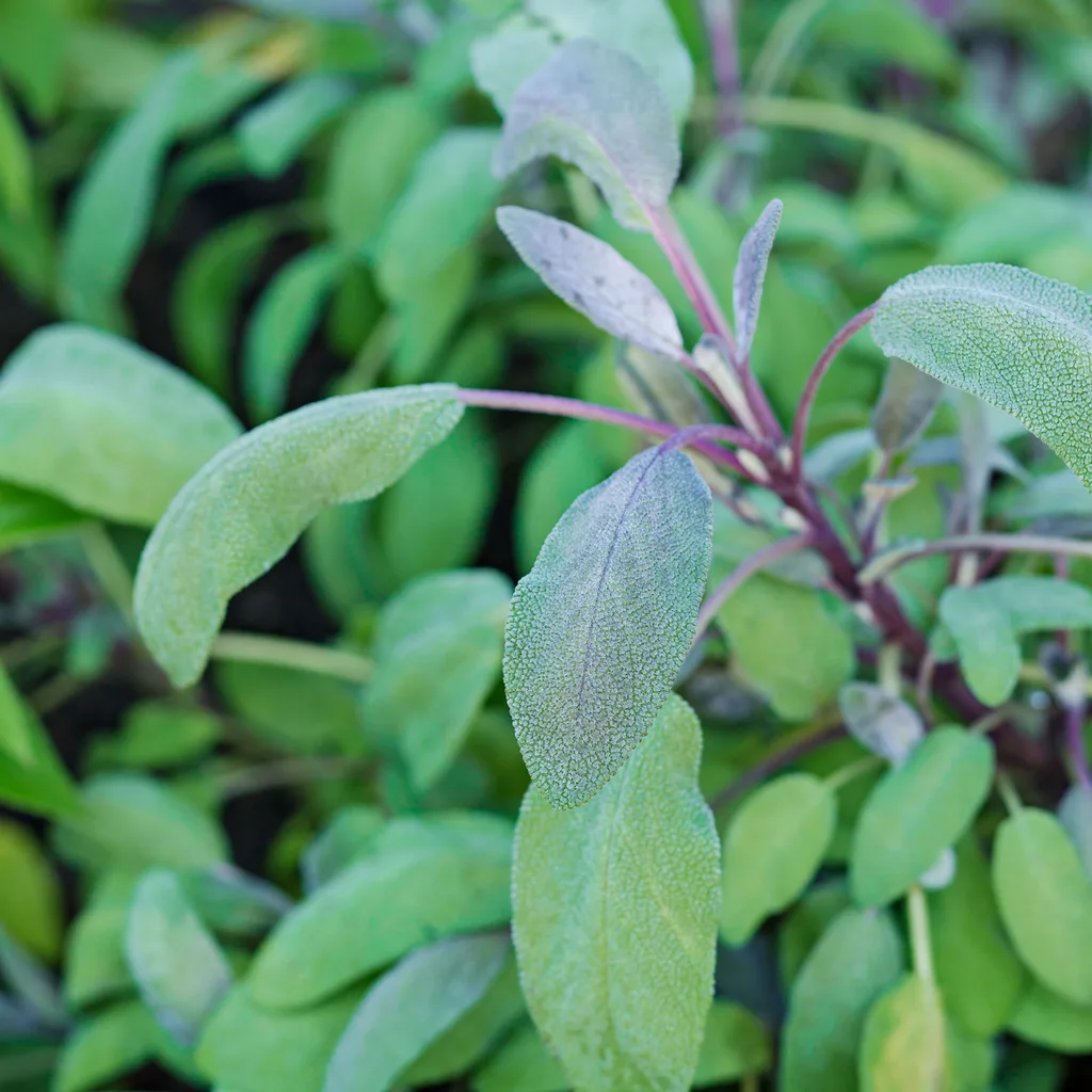 sage
