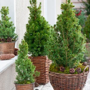 How to plant your Christmas conifer