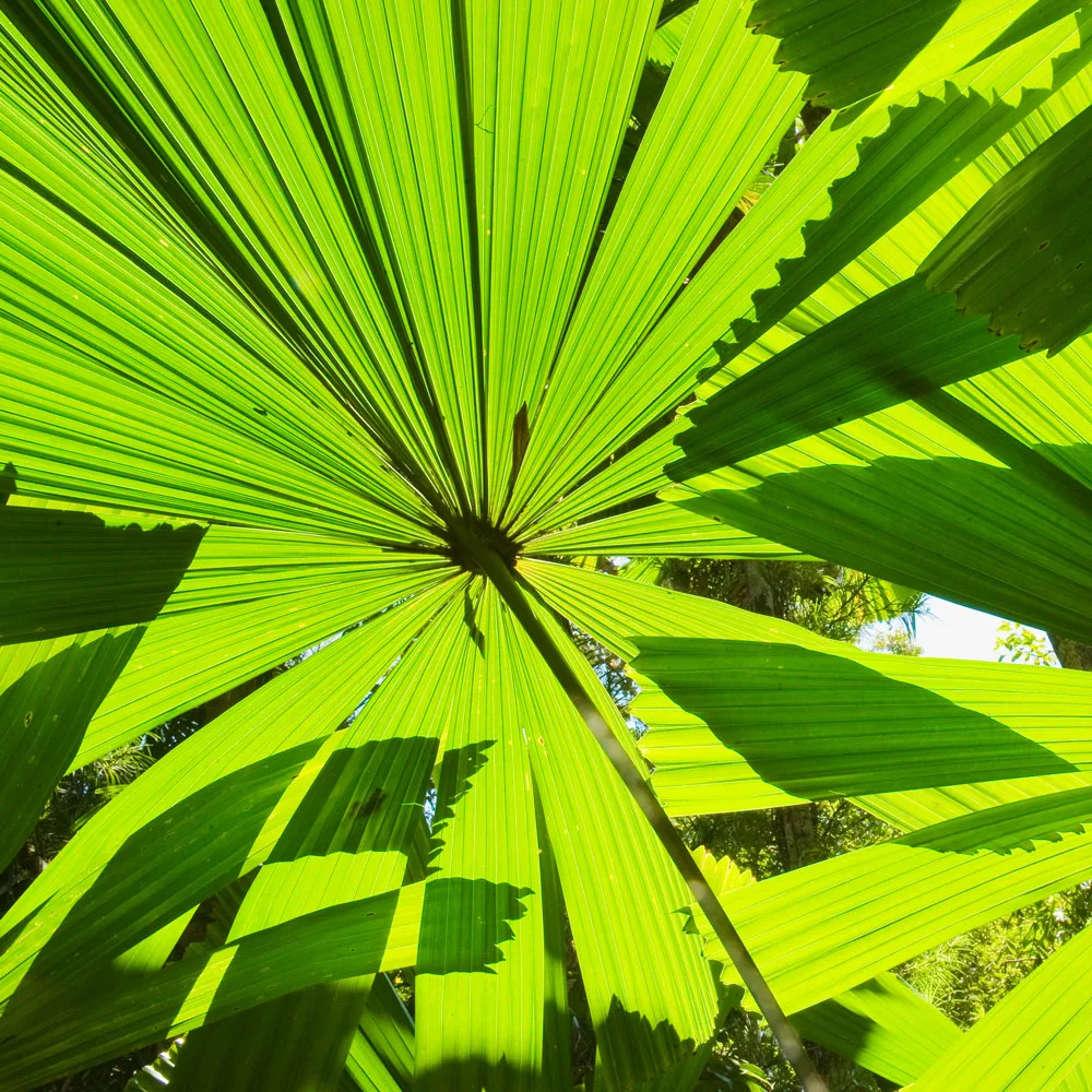 australian fan palm