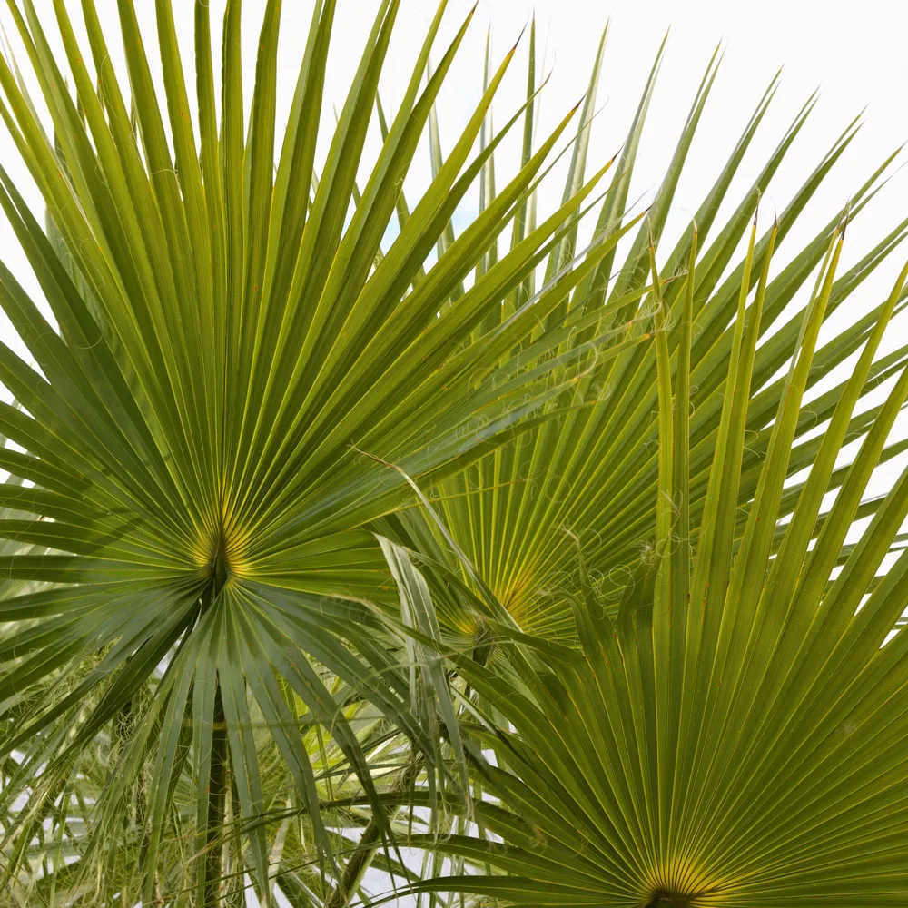 chinese windmill palm