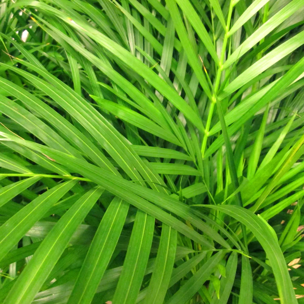 golden cane palm