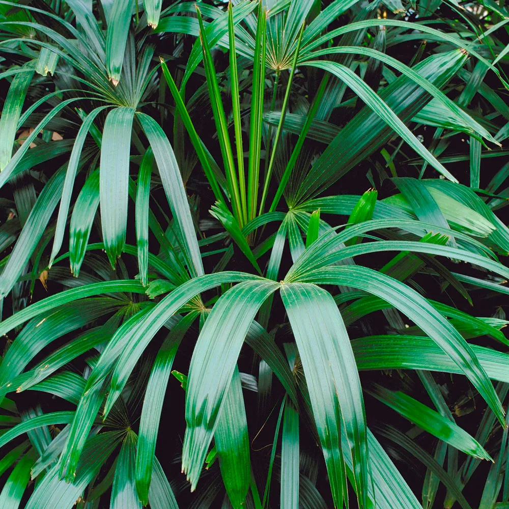 lady palm