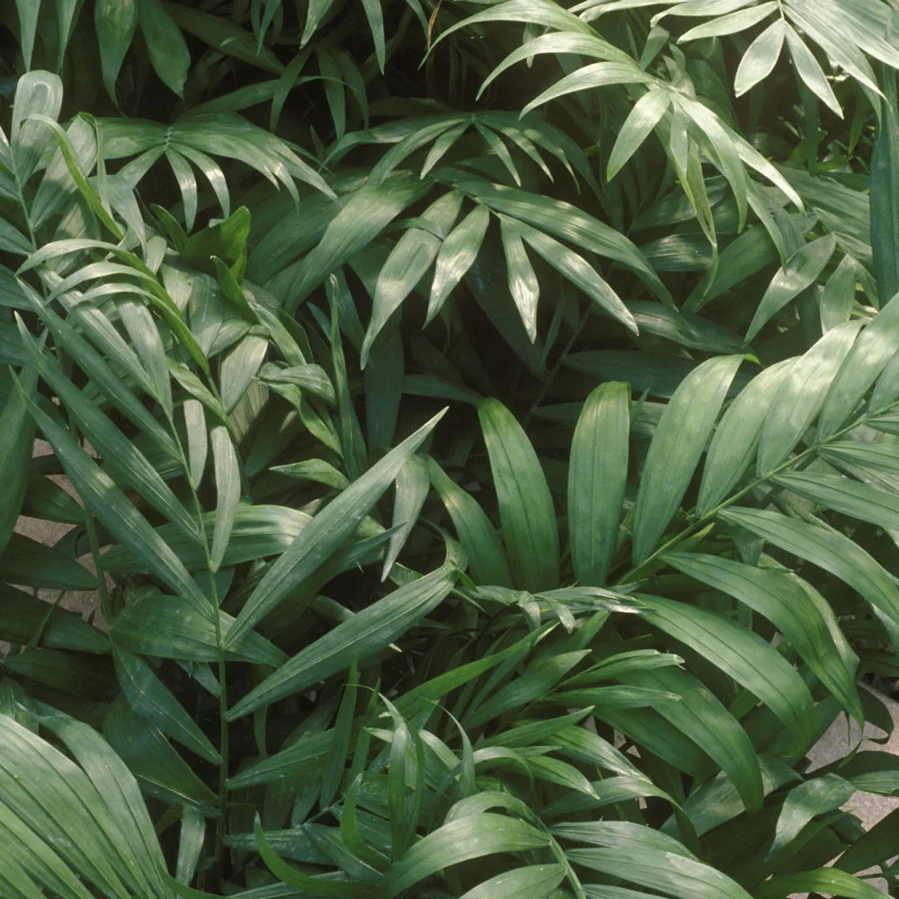 parlour palm