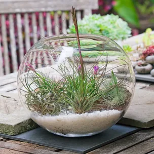 How to make a tillandsia terrarium