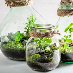 How to look after your terrarium