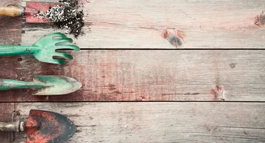 Gardening tips for January