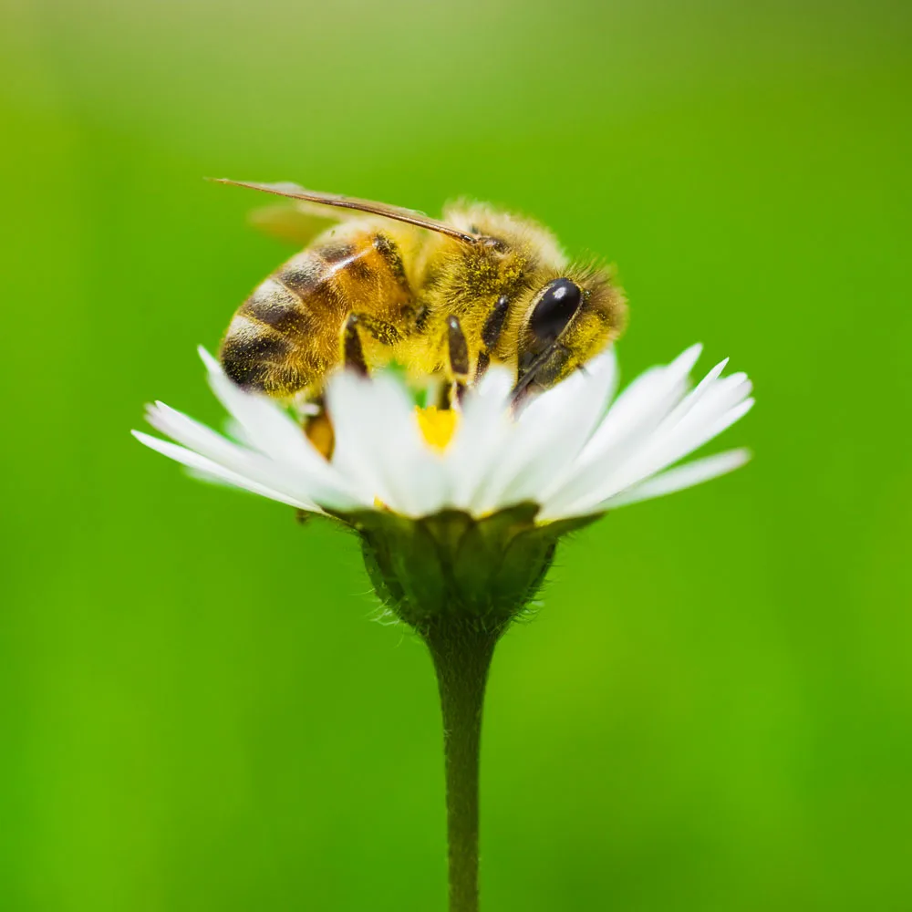 Lure pollinating insects
