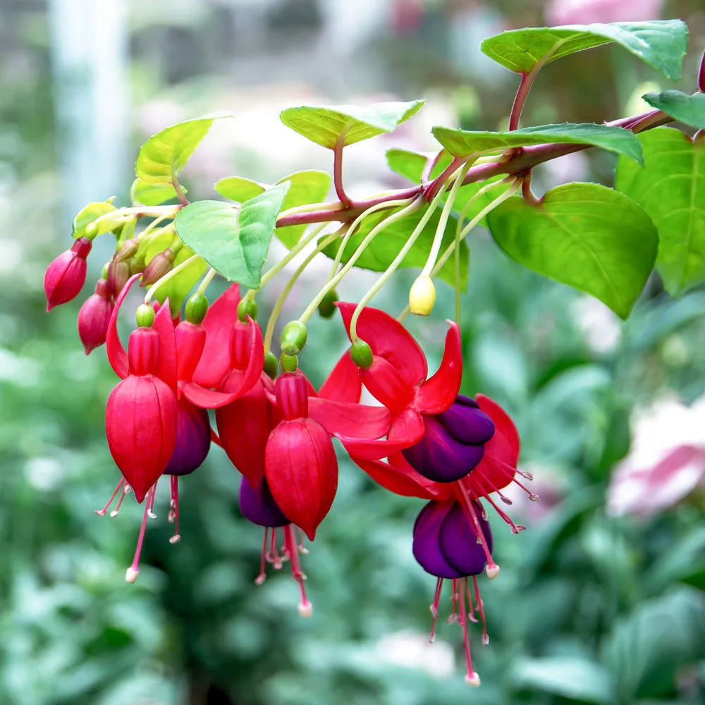 fuchsias