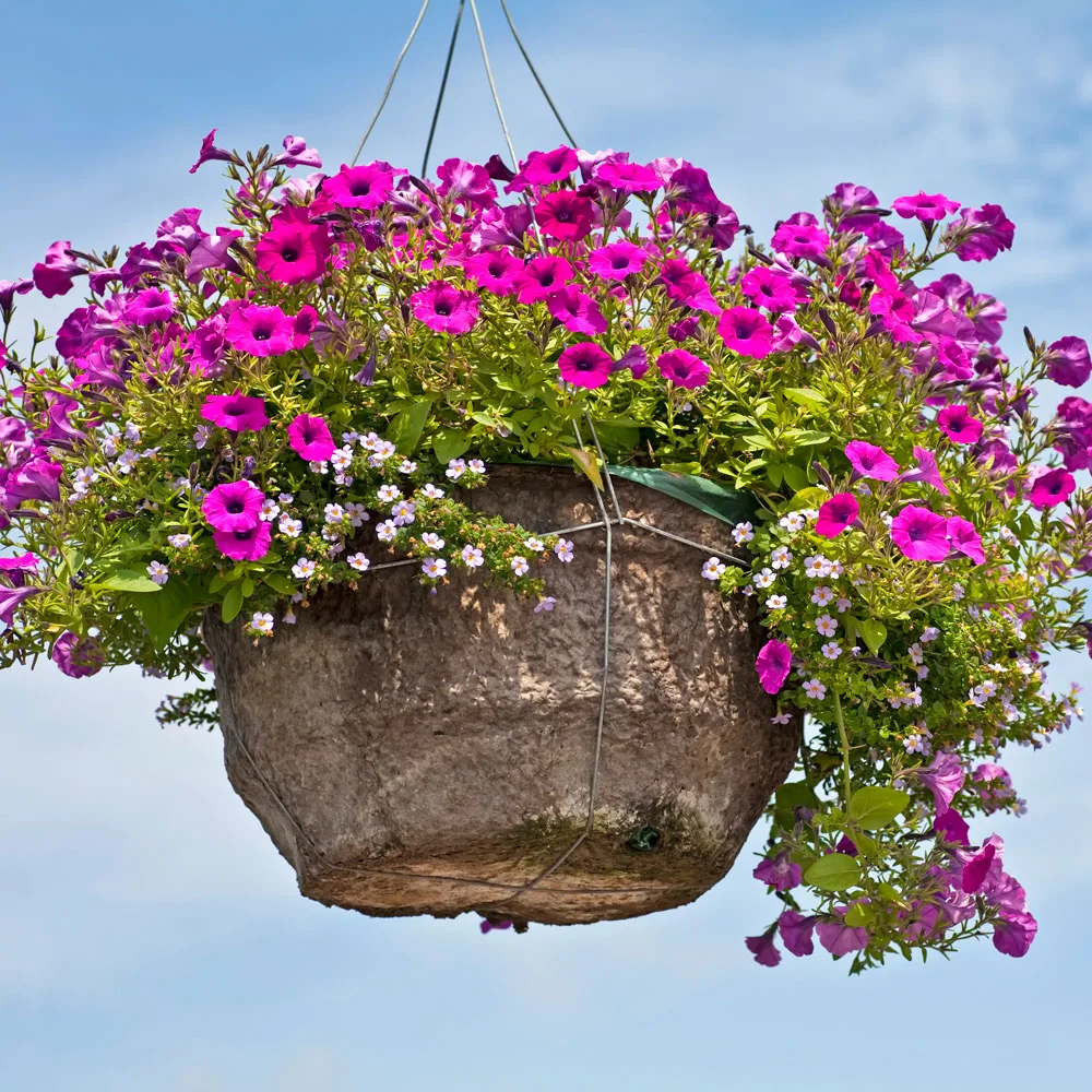 potted colour