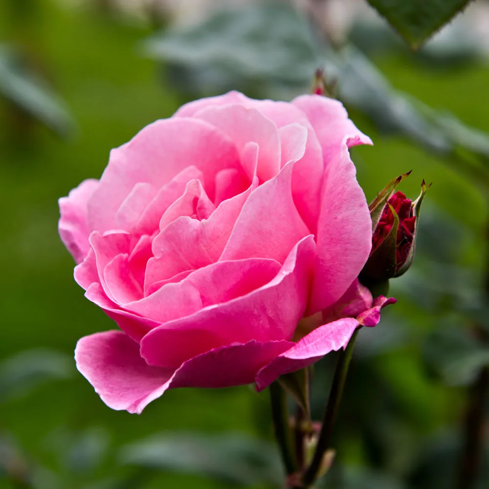 roses