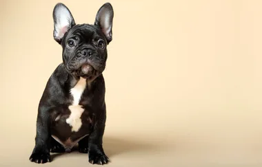 What were the most popular dog breeds for 2016?