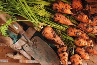 Grow a carrot patch