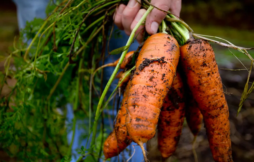 carrots