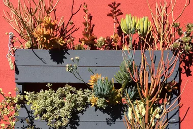 How to make a stunning vertical succulent garden