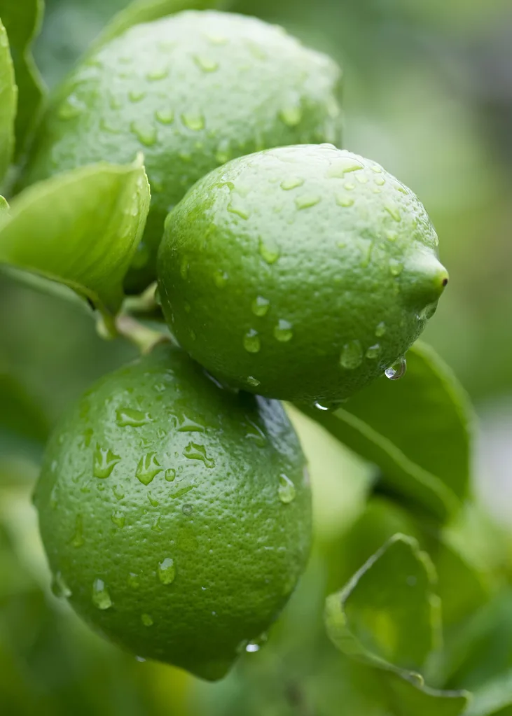 lemons