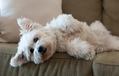 Keeping your dog cool this summer