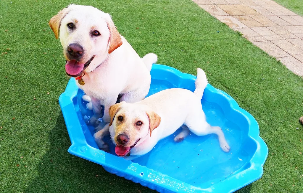 Labradors in backyard pool