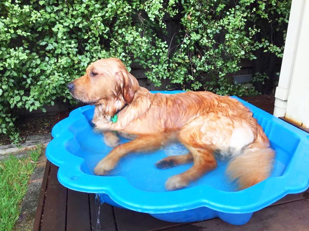 Golden retriever in the pool