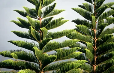 Norfolk Island Pines