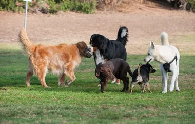 5 tips on how to introduce your dog to another on your next adventure