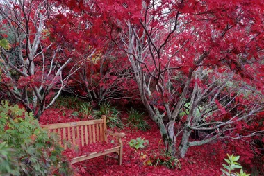 10 of the best and most colourful autumn trees