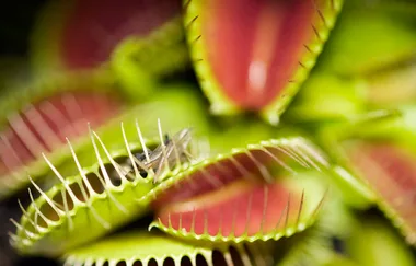 How to grow a Venus flytrap