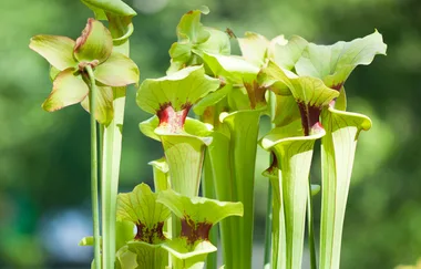 How to grow and care for pitcher plants