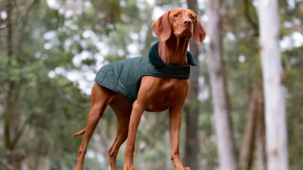 Petstock dog coats best sale