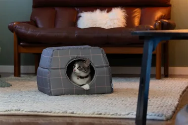 Grey and white cat in a cube-shaped cat bed with its head peeping out