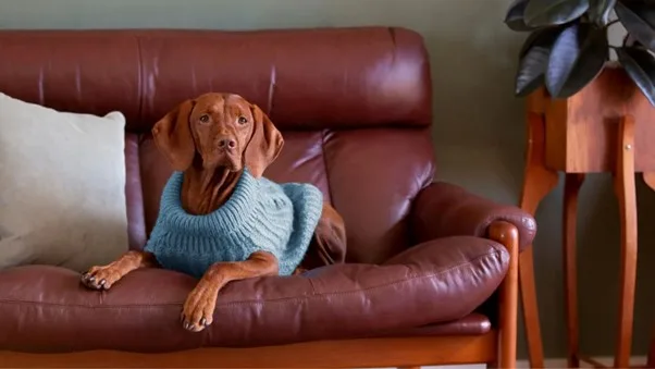 Showing how to keep your pets warm Brown medium sized dog wearing a blue jumper sitting on a brown leather sofa