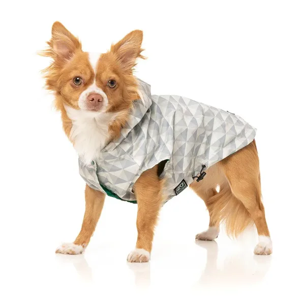 Small dog wearing a grey and white coat