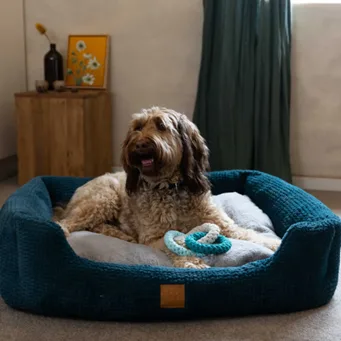 Shaggy dog in a green-blue dog bed with a toy