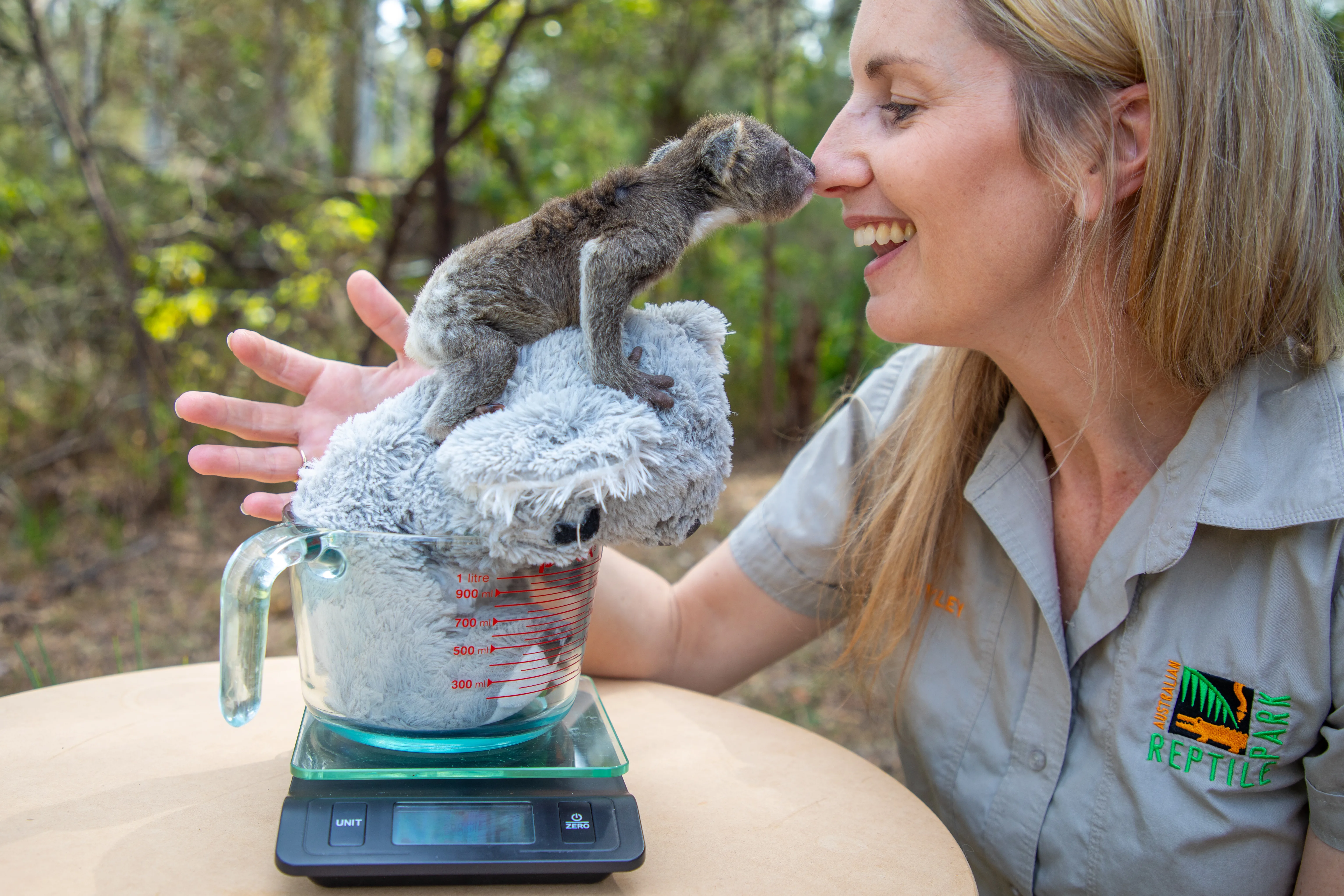 Photo of wildlife carer weighing a Albert the koala