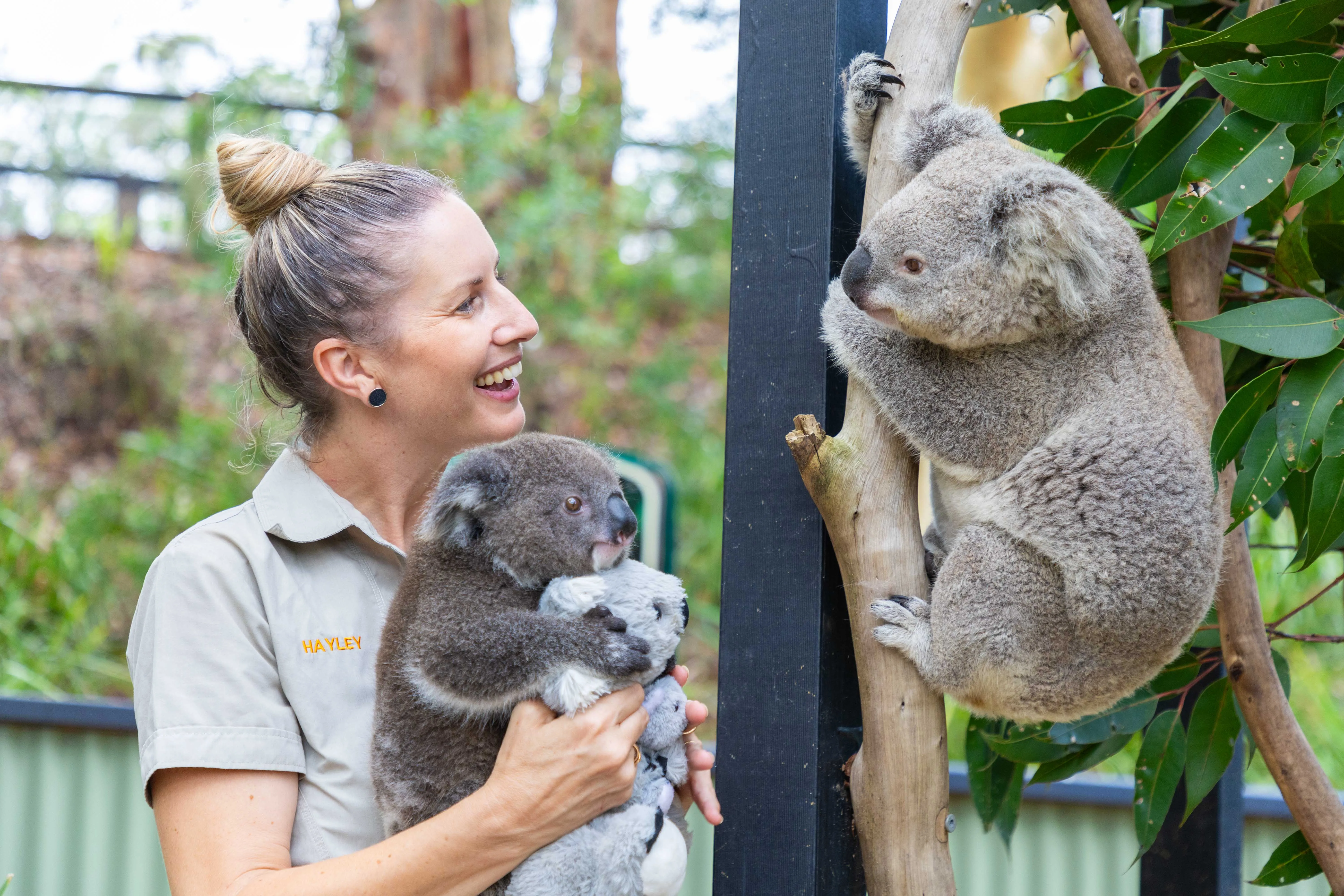 Photo of wildlife carer reunited koala with his mum
