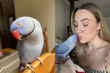 Image of girl kissing blue indian ringneck parrot