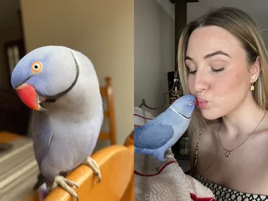 Image of girl kissing blue indian ringneck parrot