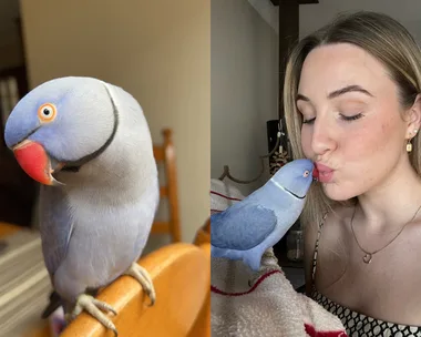 Image of girl kissing blue indian ringneck parrot