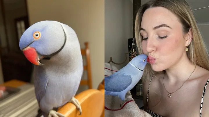 Meet Hamlet, the bird that’s also a therapist!