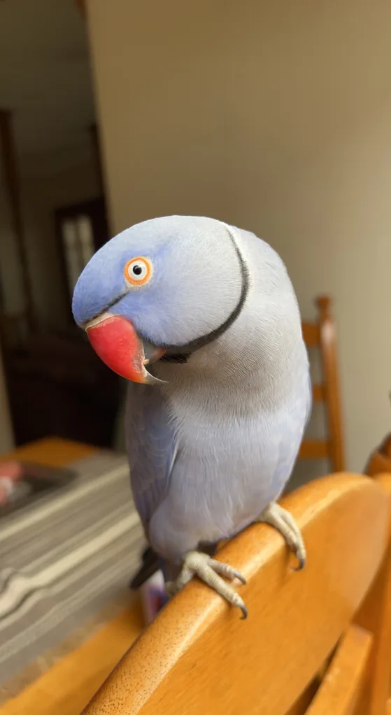 Image of blue indian ringneck parrot