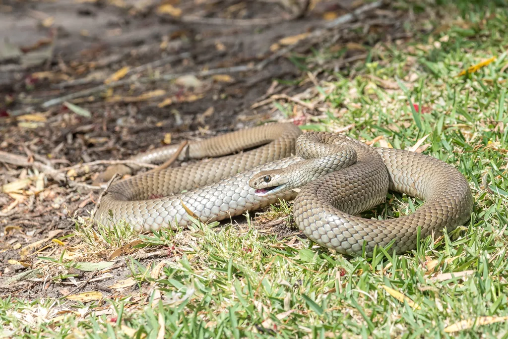 SNAKE GREEN BROWN ON GRASS