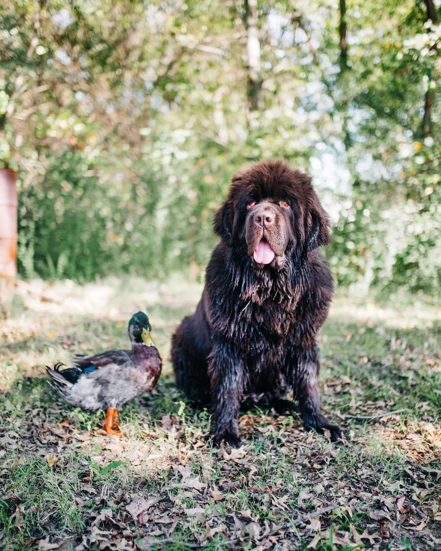 Image of dog and duck unlikely besties