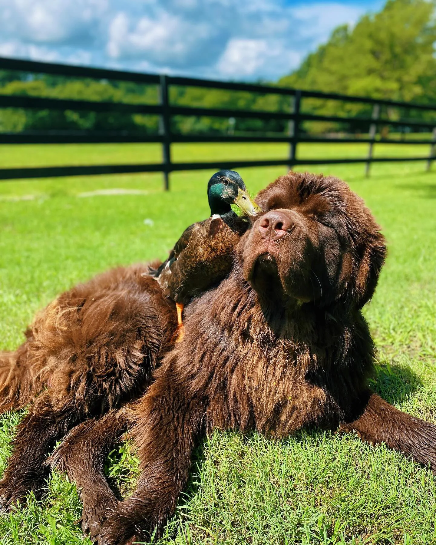 Image of duck and dog unlikely besties