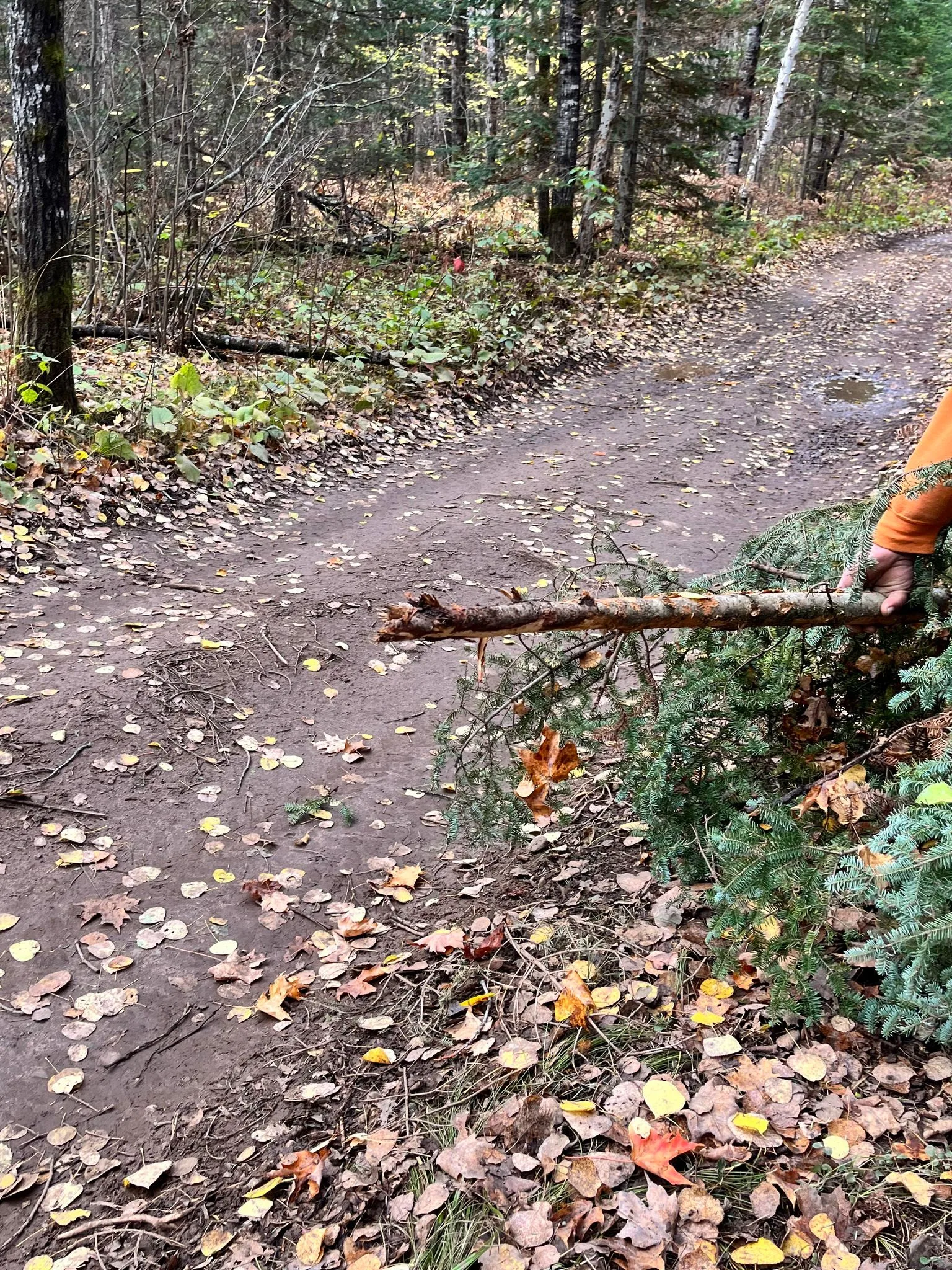 A large tree branch sitting on the path of a track in the middle of a forest.