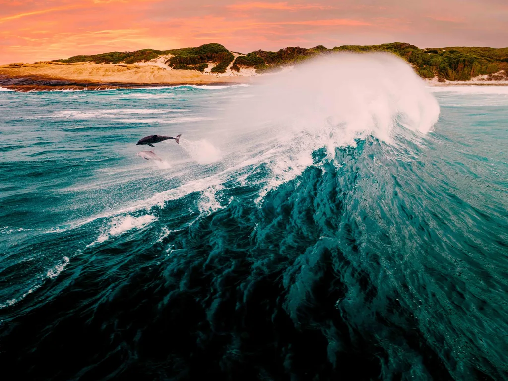 dolphin jumping through the waves salmon Beach