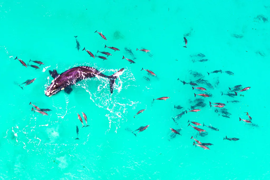 Whale surrounded by dolphins swimming in aqua blue water in WA