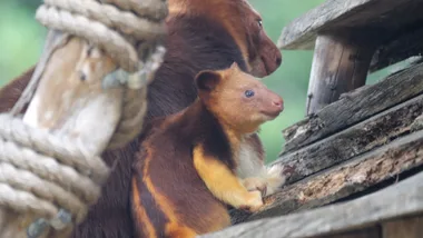 Photo of tree kanagroo on branch