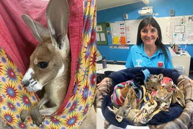 Aussie hero: ‘I’ve saved 853 roos!’