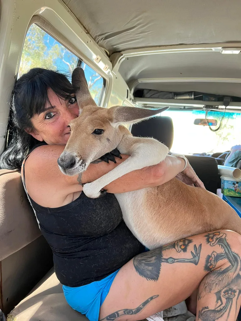 Mandy and Bonita the red kangaroo before release